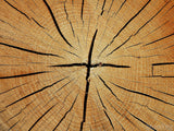 cracked tree rings form cross cracked tree rings form cross