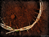 crown of thorns on dirt background crown of thorns on dirt background