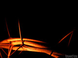 Easter Backgrounds Bundle Easter Backgrounds Bundle