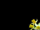 daffodils on a black background daffodils on a black background