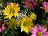 mothers day daisy bouquet mothers day daisy bouquet
