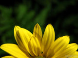 half a yellow daisy petals half a yellow daisy petals