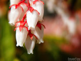 closeup of dangling blossoms closeup of dangling blossoms