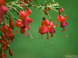red dangling fuschia  red dangling fuschia