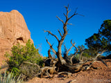 dead tree in the desert sand dead tree in the desert sand