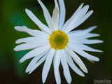 delicate white daisy delicate white daisy