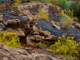 yellow desert plants in rock  yellow desert plants in rock