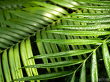 palm sunday dew drops on palm leaves palm sunday dew drops on palm leaves