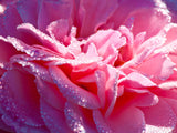 dew drops on a pink rose dew drops on a pink rose
