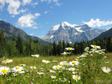 daisy fields and distant mountain view daisy fields and distant mountain view