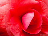double begonia in pink double begonia in pink