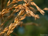 dried wheat seeds dried wheat seeds