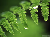 green fern dripping with dew green fern dripping with dew