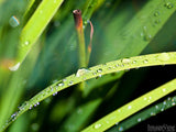 drops of rain on grass leaves drops of rain on grass leaves