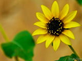 wild desert dwarf yellow sunflower wild desert dwarf yellow sunflower