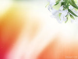 easter sunday background orange and easter lilies easter sunday background orange and easter lilies