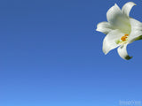 easter lily on a blue sky easter lily on a blue sky