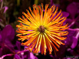 exotic flower garden exotic flower garden