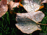 leaves on grass with fall dew drops leaves on grass with fall dew drops