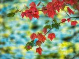 fall symphony of leave branch on blurred background fall symphony of leave branch on blurred background