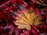 unique fall leave on dark red background unique fall leave on dark red background