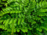 fern fronds background fern fronds background