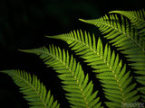spring fern gulley on dark background spring fern gulley on dark background