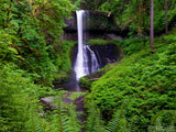 ferns and falls in a green valley ferns and falls in a green valley