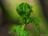 spring backgrounds fiddle head opening spring backgrounds fiddle head opening