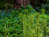 spring fiddle head forest background spring fiddle head forest background