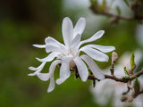 white first bloom spring backgrounds white first bloom spring backgrounds