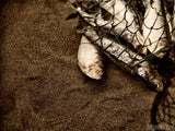 fish in net on beach fish in net on beach