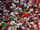 fall leaves floating fall leaves floating