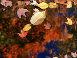 floating fall leaves in pond floating fall leaves in pond