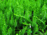 flora and fauna green flora and fauna green