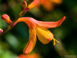 summer backgrounds floral orange blossom summer backgrounds floral orange blossom
