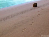 footprints in the sand footprints in the sand