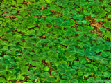 forest floor of green clovers forest floor of green clovers