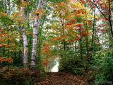 pathway through the fall trees pathway through the fall trees