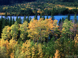 forest of yellow trees in fall forest of yellow trees in fall