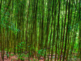a forest of bamboo a forest of bamboo