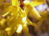 yellow forsythia closeup yellow forsythia closeup