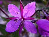 four petaled purple flower four petaled purple flower