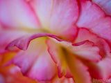 frilly pink flower frilly pink flower