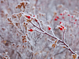 winter background of frosted berries winter background of frosted berries