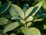 frosty green plant frosty green plant