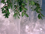 green leaves frozen in ice green leaves frozen in ice