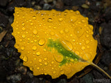 single yellow leave with golden drops fall backgrounds  single yellow leave with golden drops fall backgrounds