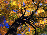 looking up at the golden leaves and dark trunk looking up at the golden leaves and dark trunk