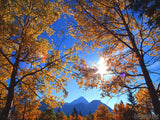 golden trees in autumn sunlight golden trees in autumn sunlight